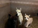 Alpaca man zwart en 2 witte moedet en lam, Dieren en Toebehoren, Januari, Vrouwelijk