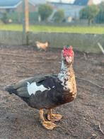 Vrouwlijk Barberie, Dieren en Toebehoren, Eend