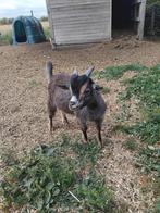 Jong bokje, Dieren en Toebehoren, Schapen, Geiten en Varkens, Mannelijk, Geit, 0 tot 2 jaar