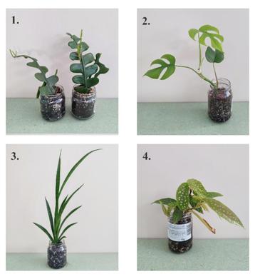 Verschillende planten, zie beschrijving