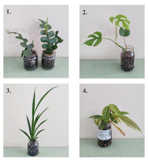 Verschillende planten, zie beschrijving, Huis en Inrichting, Kamerplanten, Ophalen
