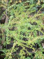 Lonicera de bodembedekker, Ophalen, Overige soorten, Struik, Minder dan 100 cm