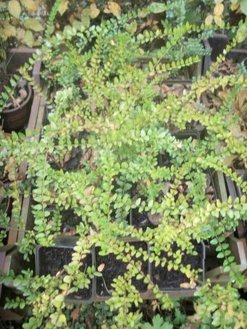 Lonicera de bodembedekker beschikbaar voor biedingen