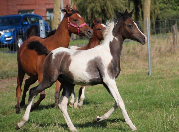 Prachtig AES bont merrieveulen BWP x Arabier, Dieren en Toebehoren, Paarden, Hengst