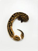 1.0 piebald het axanthic VPI - Python regius, Dieren en Toebehoren