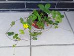 Wintervaste bodembedekker SCHIJNAARDBEI., Tuin en Terras, Planten | Tuinplanten, Ophalen, Vaste plant, Bodembedekkers