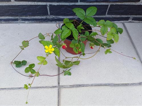 Wintervaste bodembedekker SCHIJNAARDBEI., Tuin en Terras, Planten | Tuinplanten, Vaste plant, Bodembedekkers, Ophalen