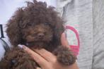 Poedel pups kleine taille 🐾🐩💖, Poedel, 8 tot 15 weken, Buitenland, CDV (hondenziekte)