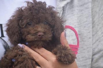 Poedel pups kleine taille 🐾🐩💖 beschikbaar voor biedingen