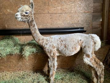 Alpaca appaloosa beschikbaar voor biedingen