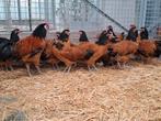 Vorwerk Kippen en hanen , ruime keuze, Dieren en Toebehoren, Pluimvee, Meerdere dieren, Kip