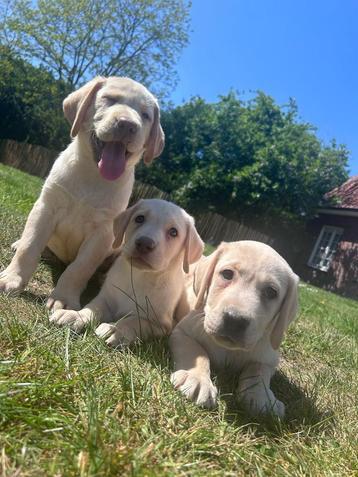 Beaux chiots labrador, Golden retriever, Plusieurs, Parvovirose, Belgique