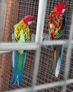 Bewezen kweekkoppel rosella´s, Dieren en Toebehoren, Vogels | Parkieten en Papegaaien, Meerdere dieren, Parkiet, Geringd