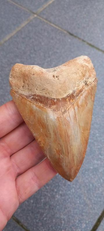 Fossile indonésien à dents de requin mégalodon magnifiquemen disponible aux enchères