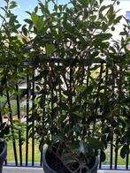 PHOTINIA X FRASERI RED ROBIN lot de 8, Ophalen, Haag