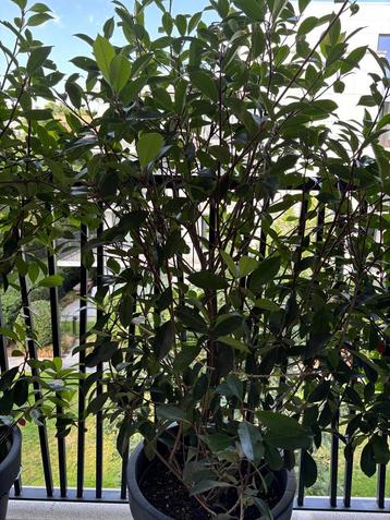 PHOTINIA X FRASERI RED ROBIN lot de 8 beschikbaar voor biedingen