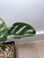 Monstera Adansonii Indonesian Form Variegata (Indo Marble), Huis en Inrichting, Kamerplanten, Ophalen of Verzenden