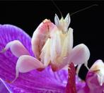 Orchidee bidsprinkhaan L4