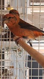 kruisbek 2022, Dieren en Toebehoren, Vogels | Overige Vogels