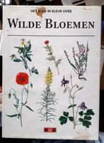 Wilde bloemen, Tuin en Terras, Planten | Tuinplanten, Ophalen of Verzenden