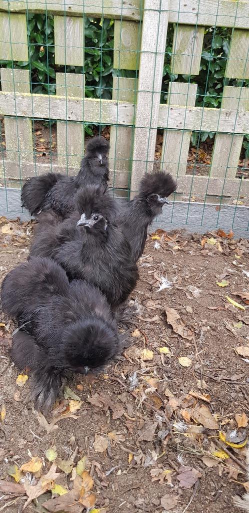 Zijdehoender kippen, Dieren en Toebehoren, Pluimvee, Kip, Vrouwelijk
