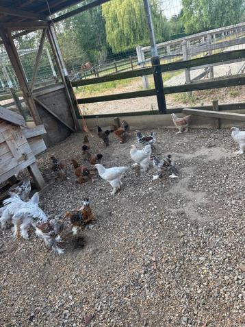 Brahma hennen te koop beschikbaar voor biedingen