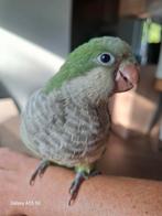 Tamme parkiet, Dieren en Toebehoren, Parkiet, Geringd