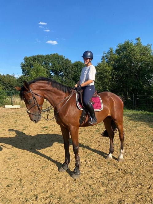 5jarig springpaard, Dieren en Toebehoren, Paarden, Ruin, Springpaard