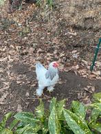 Brahma kriel wit-blauw columbia haan, Dieren en Toebehoren, Pluimvee, Mannelijk