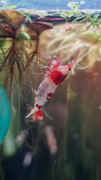 Caridina Crystal Reds PRL, Dieren en Toebehoren, Vissen | Aquariumvissen, Kreeft, Krab of Garnaal, Zoetwatervis