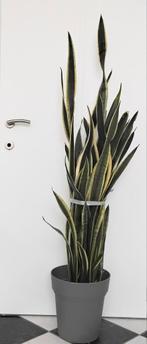 Dracaena trifasciata vrouwentong, Ophalen