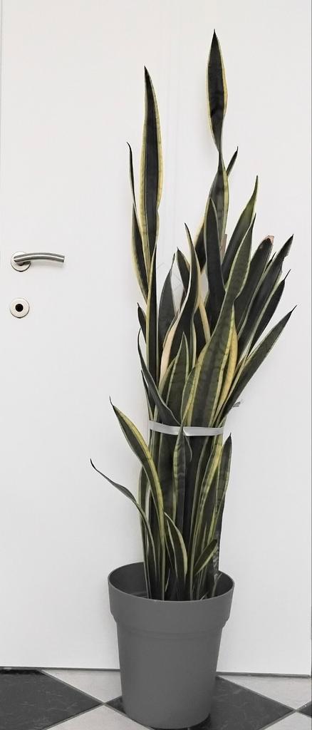 Dracaena trifasciata vrouwentong, Tuin en Terras, Planten | Tuinplanten, Ophalen