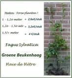 BEUKENHAAG ZEER GROTE STRUIKEN 1,5/++ MTR., 4€/ST., Ophalen, Lente, Vaste plant, Overige soorten