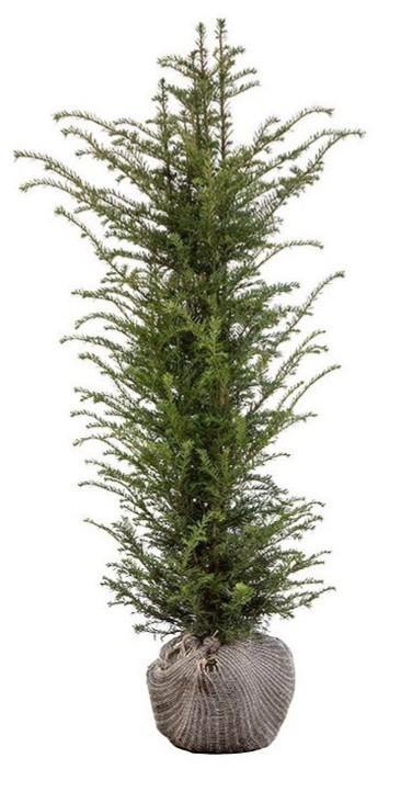 Taxus baccata 140/150, Tuin en Terras, Planten | Struiken en Hagen, Taxus, Ophalen