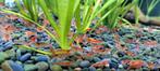 Crevettes "Red Cherry" (Neocaridina Davidi), Enlèvement, Neuf, Autres types