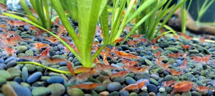 Crevettes "Red Cherry" (Neocaridina Davidi), Dieren en Toebehoren, Vissen | Aquaria en Toebehoren, Nieuw, Overige typen, Ophalen