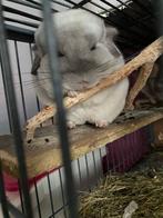 Ik vang Chinchilla’s op, Animaux & Accessoires, Rongeurs, Chinchilla