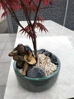 Acer in pot met chinees Mudman beeldje, Jardin & Terrasse, Plantes | Jardin, Enlèvement, Autres espèces, Plante fixe