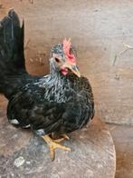 Chabo haantjes, Dieren en Toebehoren, Pluimvee