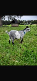 3 dames dwerggeiten, Dieren en Toebehoren, Schapen, Geiten en Varkens, Vrouwelijk, Geit, 0 tot 2 jaar