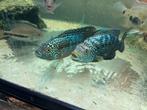 2 Jack Dempsey cichliden, Vis, Zoetwatervis