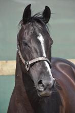 Bloedmooie, SUPERbrave , 8 jarige merrie. 100% rontgen ok, Merrie, Gechipt, L, 7 tot 10 jaar