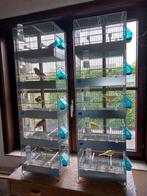 Kanaries Timbrado, Dieren en Toebehoren, Meerdere dieren, Zangkanarie