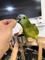 Blauwe voorhoofd zo’n papegaai, Dieren en Toebehoren, Vrouwelijk, Papegaai, Pratend