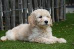 Prachtige goldendoodle pups (medium), Dieren en Toebehoren, Honden | Herdershonden en Veedrijvers, België, Overige rassen, CDV (hondenziekte)
