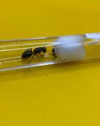 Camponotus Ligniperda koningin met broed, Mieren