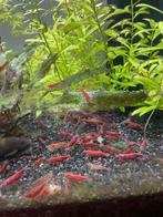 Bloody Mary garnalen, Dieren en Toebehoren, Vissen | Aquariumvissen