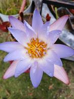 Blue queen, Tuin en Terras, Bloembollen en Zaden, Ophalen