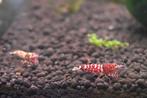 Crevette Caridina snowfall, Dieren en Toebehoren, Ophalen