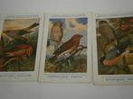 3 vogelkaarten, Verzamelen, Postkaarten | Dieren, Verzenden, Ongelopen, Vogel
